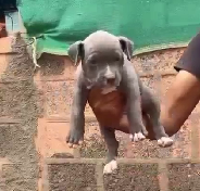 Buy Male Pitbull Puppy from  India